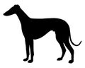 Shorthaired Sighthound