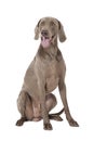 Shorthaired Weimaraner dog, 3 years old