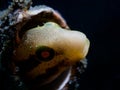 Shorthead sabretooth blenny, Petroscirtes breviceps. Scuba diving in North Sulawesi, Indonesia Royalty Free Stock Photo