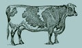 Shorthorn cow in side view on a blue-green background