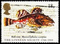 Shorthorn Sculpin Myoxocephalus scorpius, Linnean Society serie, circa 1988 Royalty Free Stock Photo