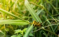 Shorthorned Grasshopper Valanga nigricornis sitting on tree with yellow sunlight in urban park Royalty Free Stock Photo