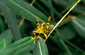 Shorthorned Grasshopper Valanga nigricornis sitting on tree with yellow sunlight in urban park Royalty Free Stock Photo