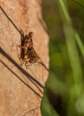 Shorthorned Grasshopper on vertical rock wall Royalty Free Stock Photo