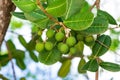 Shortleaf fig a.k.a. wild banyantree Ficus citrifolia green fruit closeup - Anne Kolb / West Lake Park, Hollywood, Florida, USA