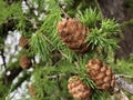 The Shortleaf pine Pinus echinata, die Fichtenkiefer Royalty Free Stock Photo