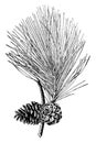 Shortleaf pine pinus echinata Mill.. Natural size. branch with open cones vintage illustration