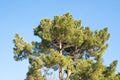 Shortleaf pine. Pinus echinata Royalty Free Stock Photo