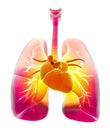Shortness of breath, difficulty in breathing, acute and chronic dyspnea. Lungs, trachea and heart. Pneumonia