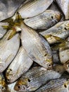 Shortnose gizzard shad, Chacunda gizzard shad (Selective Focus) Royalty Free Stock Photo