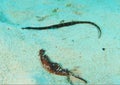 Shortnose pipefish Royalty Free Stock Photo