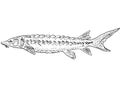 Shortnose sturgeon or Acipenser brevirostrum  Freshwater Fish Cartoon Drawing Royalty Free Stock Photo