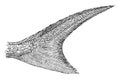 Shortnose Sturgeon Tail, vintage illustration