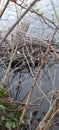 A shot of an abandoned moorhen nest, Stover Country Park, Devon, uk