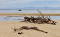 NESTING GULLS ON THE BEACH IN DRIFTWOOD