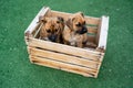 Shot from above of two puppies in a wooden box on the grass Royalty Free Stock Photo