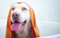 From good boy to gorgeous boy. Shot of an adorable dog having a bath at home. Royalty Free Stock Photo