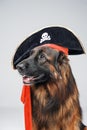 Funny belgian shepherd with pirate hat against white background