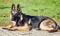 Give me snacks and naps and Ill be good. Shot of an adorable german shepherd sitting in a garden. Royalty Free Stock Photo