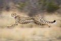 shot of adult cheetah running at top speed with all legs in the air in Kruger Park South Africa Royalty Free Stock Photo