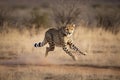 shot of adult cheetah running at top speed with all legs in the air in Kruger Park South Africa Royalty Free Stock Photo