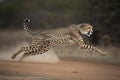 shot of adult cheetah running at top speed with all legs in the air in Kruger Park South Africa Royalty Free Stock Photo