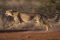 shot of adult cheetah running at top speed with all legs in the air in Kruger Park South Africa Royalty Free Stock Photo