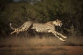 shot of adult cheetah running at top speed with all legs in the air in Kruger Park South Africa Royalty Free Stock Photo