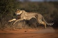 shot of adult cheetah running at top speed with all legs in the air in Kruger Park South Africa Royalty Free Stock Photo