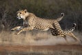 shot of adult cheetah running at top speed with all legs in the air in Kruger Park South Africa Royalty Free Stock Photo