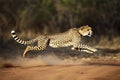 shot of adult cheetah running at top speed with all legs in the air in Kruger Park South Africa Royalty Free Stock Photo