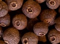 shot of allspice dry pepper Royalty Free Stock Photo