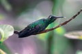 Shot of an amazin Hummingbird perching on a tree branch on a blurry background