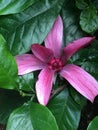 Amazing flower of fuchsia colour. Edinburgh. Scotland Summer