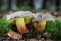 Shot of amazing group of Caloboletus calopus commonly known as bitter beech bolete or scarlet-stemmed bolete