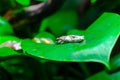Amazon Milk Tree Frog Royalty Free Stock Photo