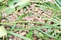 Shot of an ant nest with ants eggs