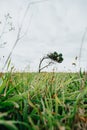 Shot from the ant view of a solitary and distorted tree in the middle of a meadow during a cloudy day Royalty Free Stock Photo