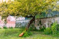 Shot of an antique lute instrument leaning against a winding tree trunk in a beautiful green garden Royalty Free Stock Photo