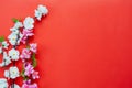 Shot of arrangement decoration Chinese new year & lunar new year holiday background concept. Royalty Free Stock Photo