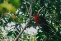 Shot Of A Australian King-Parrot Sitting On A Tree Royalty Free Stock Photo