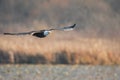 A shot of a Bald eagle flying by on an autumn day.