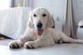 Beatiful golden dog looking at camera while lying on the floor at home