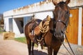 Who wants to go for a ride. Shot of a beautiful brown horse standing in front of the stable doors. Royalty Free Stock Photo