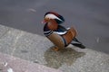 Shot of a beautiful and colorful Mandarin duck Royalty Free Stock Photo