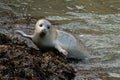 Shot of a beautiful and cute grey seal half-covered in water swimming to the rocks of the seashore Royalty Free Stock Photo