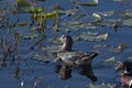 Shot of the beautiful gray Mallard with white patters swimming in the lake