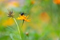 Shot of a beautiful Longhorn Bee perched atop a vibrant Cosmos wildflower, with a blurred background