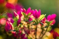 Shot of the beautiful and pink Marvel-of-Peru flowers gleaming under the sunrays Royalty Free Stock Photo