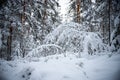 Shot of a beautiful snow-covered forest in a very cold and beautiful winter day Royalty Free Stock Photo